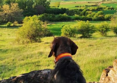 Perro de caza observando el panorama rural