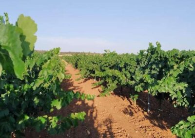 Campo de cultivo orgánico controlado