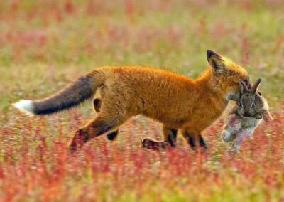 Zorro que porta a un conejo en la boca