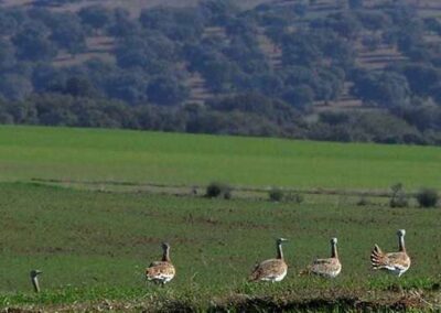 Conjunto de aves posadas en un campo verde